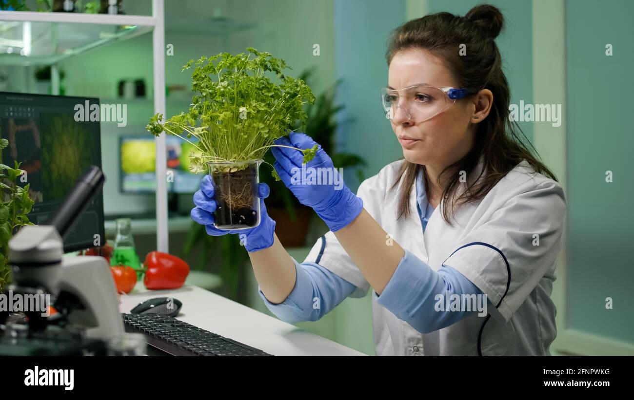 Sapling In Lab Botanist researcher woman examining green sapling observing genetic ...