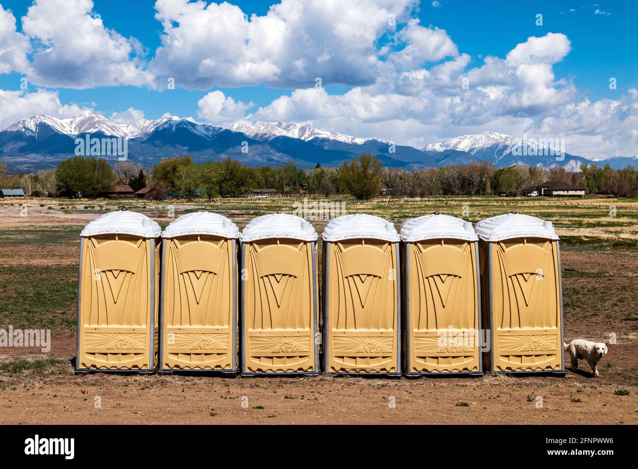 Platinum Golden Retriever dog walking by portable toilets - potties set up on central Colorado ranch to accomodate an event Stock Photo