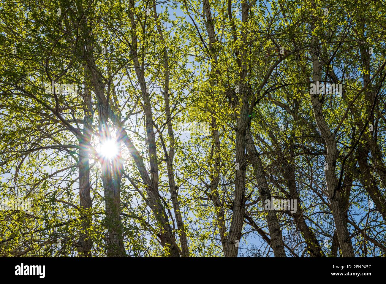 Old Cottonwood Tree (Populus deltoides) in fresh springtime green bloom; Vandaveer Ranch; Salida; Colorado; USA Stock Photo