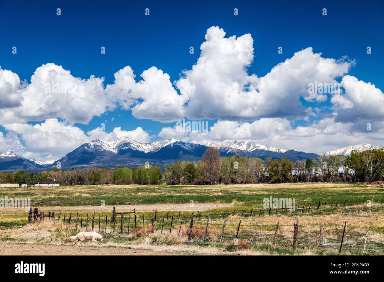 Platinum colored Golden Retriever dog; springtime panorama view of Collegiate Peaks; Rocky Mountains; central Colorado; USA Stock Photo
