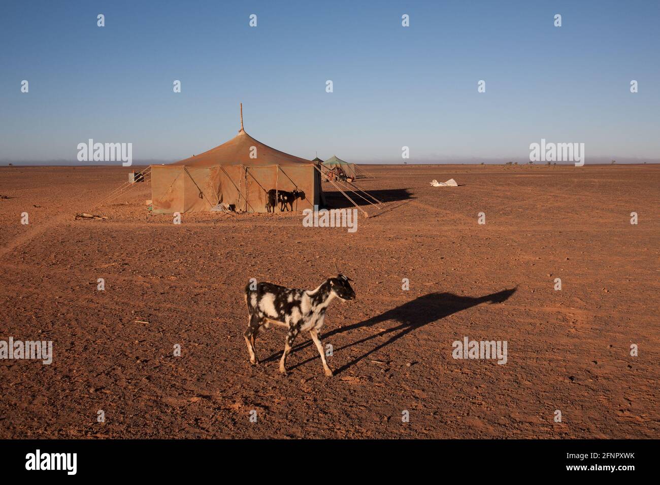 Bedouin tents near Bir Lehlou, in the Liberated Territories of the Western Sahara. Stock Photo
