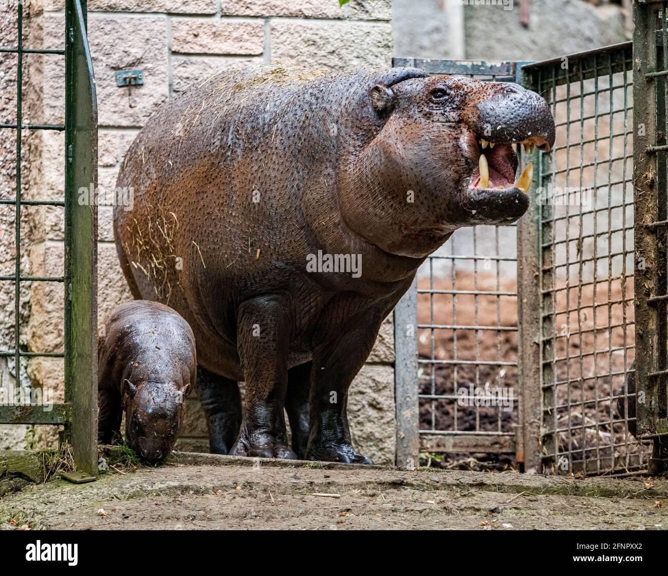 Amara pygmy hippopotamus hi-res stock photography and images - Alamy