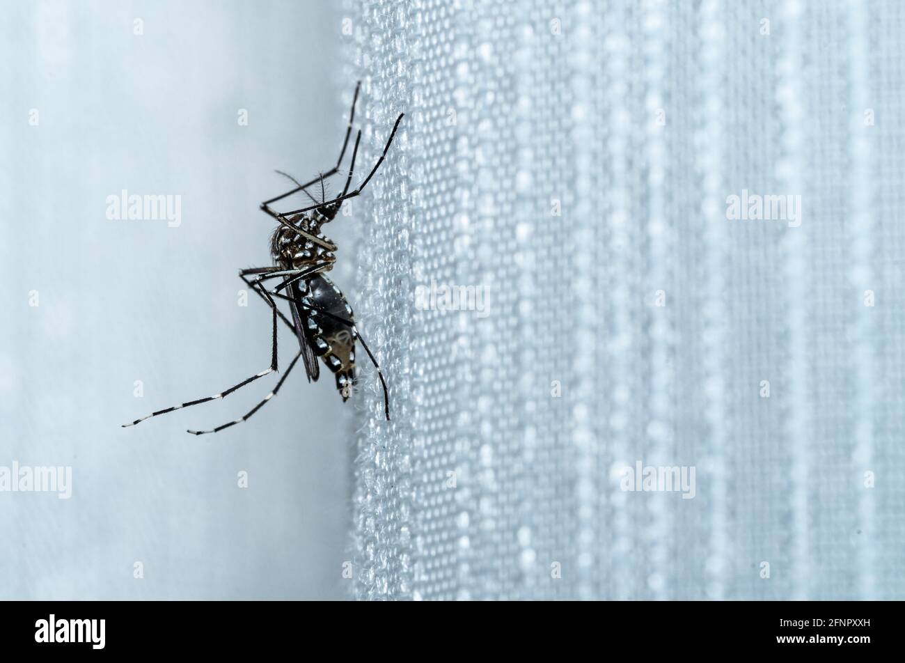 Aedes aegypti mosquito that causes numerous tropical diseases, such as dengue, zika, and chikungunya Stock Photo