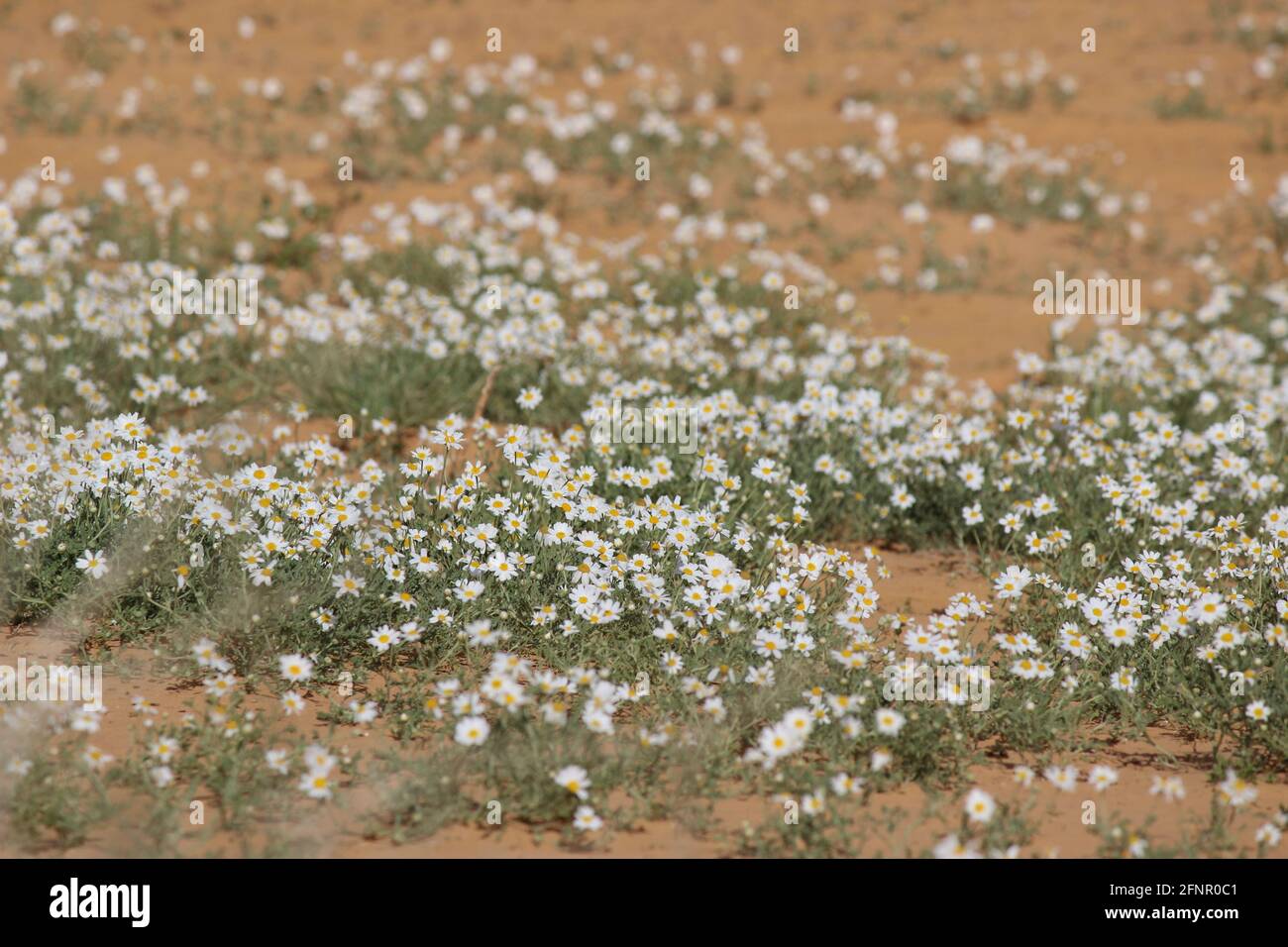 Saudi Arabian's Chrysanthemum Stock Photo