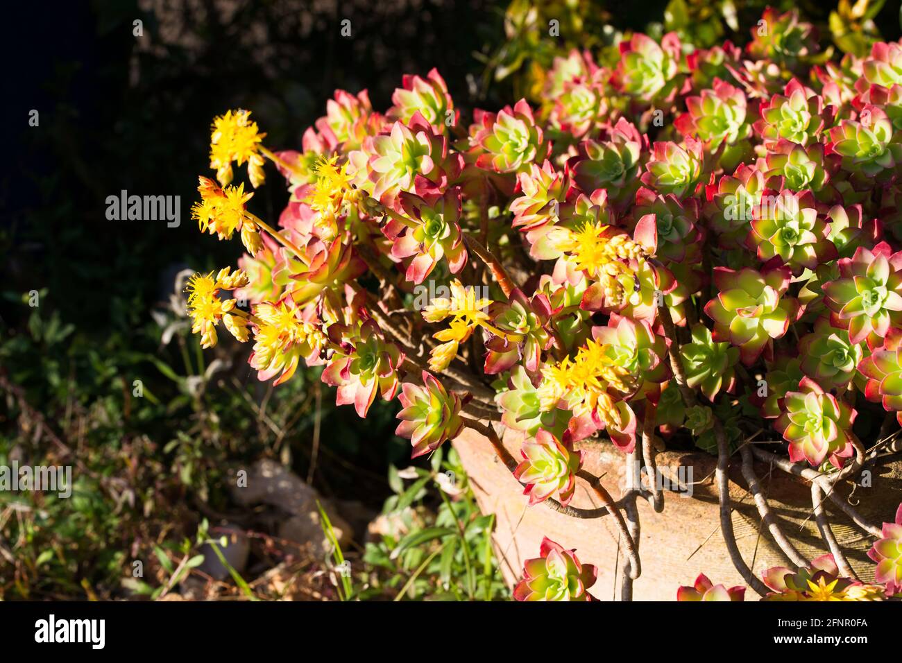 Sedum palmeri in bloom in a terracotta pot with a lateral light during springtime Stock Photo