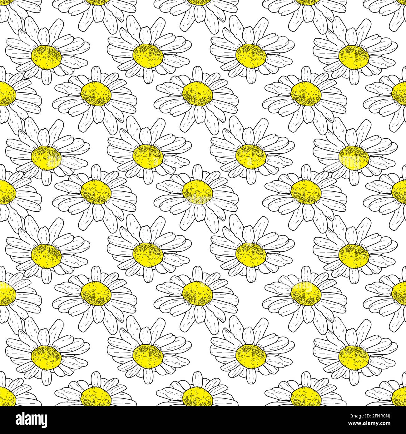 Vector white background daisy flowers and wild flowers. Seamless ...