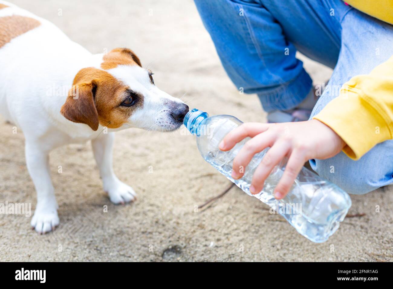 When Should You Give Your Dog Water