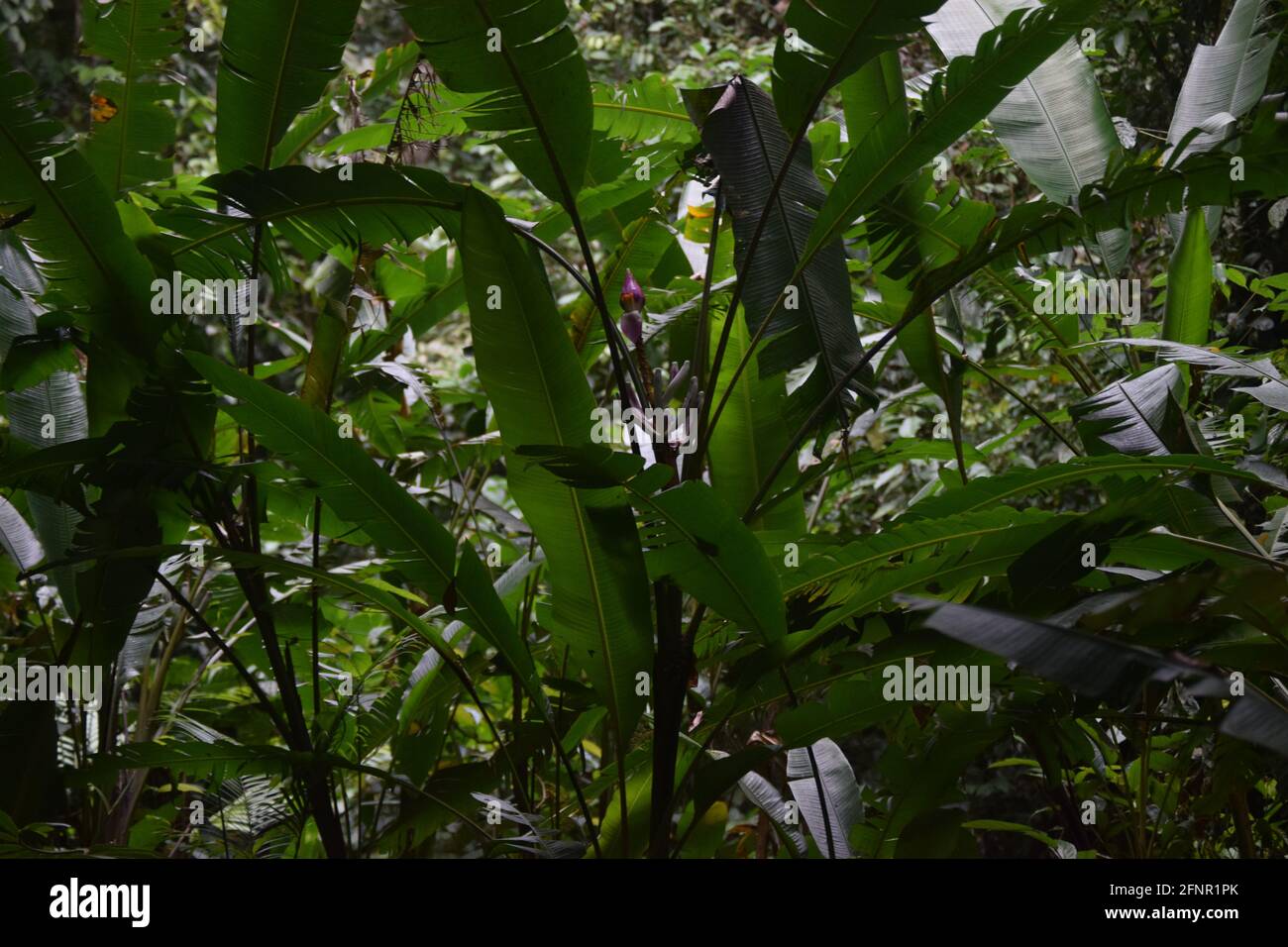 A still life of a plant in the jungle, with a small exotic flower just showing in the centre. Stock Photo
