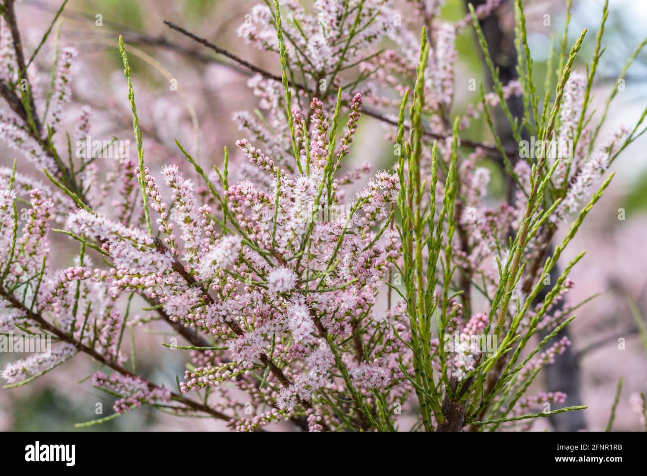 Soft blooming of Tamarix or tamarisk green plant with pink flowers Stock Photo