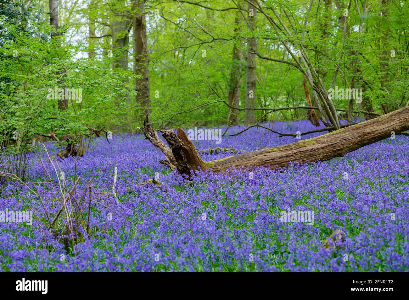 Fallen tree stump in blue English bluebells (Hyacinthoides non-scripta) flowering in woodland in spring in Surrey, south-east England Stock Photo