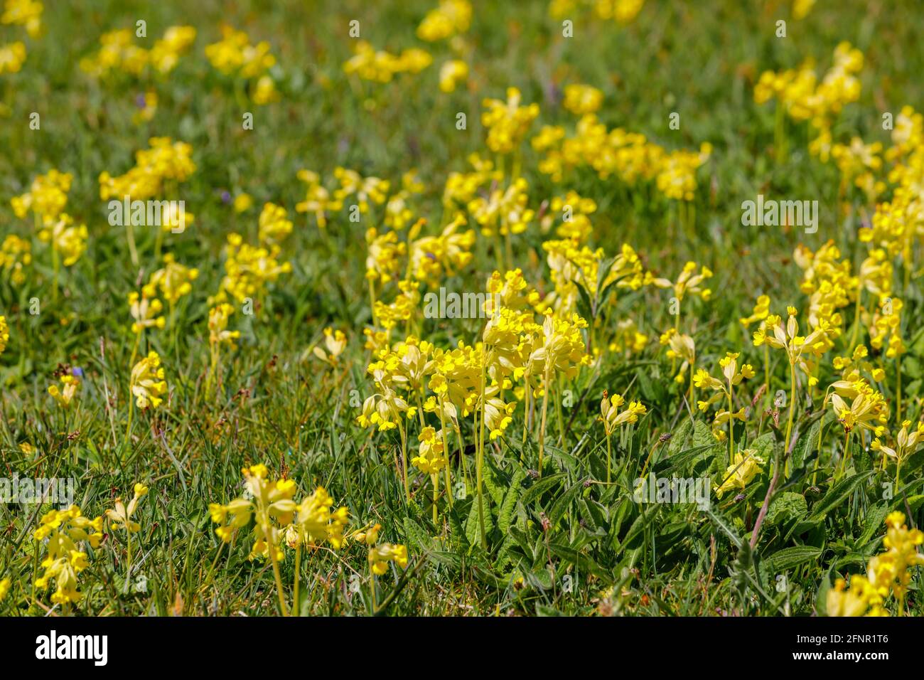 A thick carpet of densely growing Yellow cowslips (Primula veris) flowering in grass in a field in Surrey, south-east England in spring Stock Photo