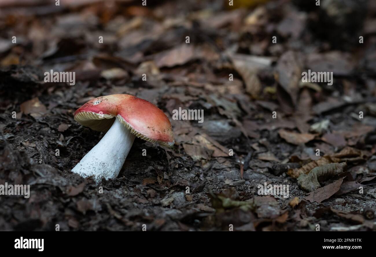 A red mushroom (Russula emetica) on the ground. Stock Photo