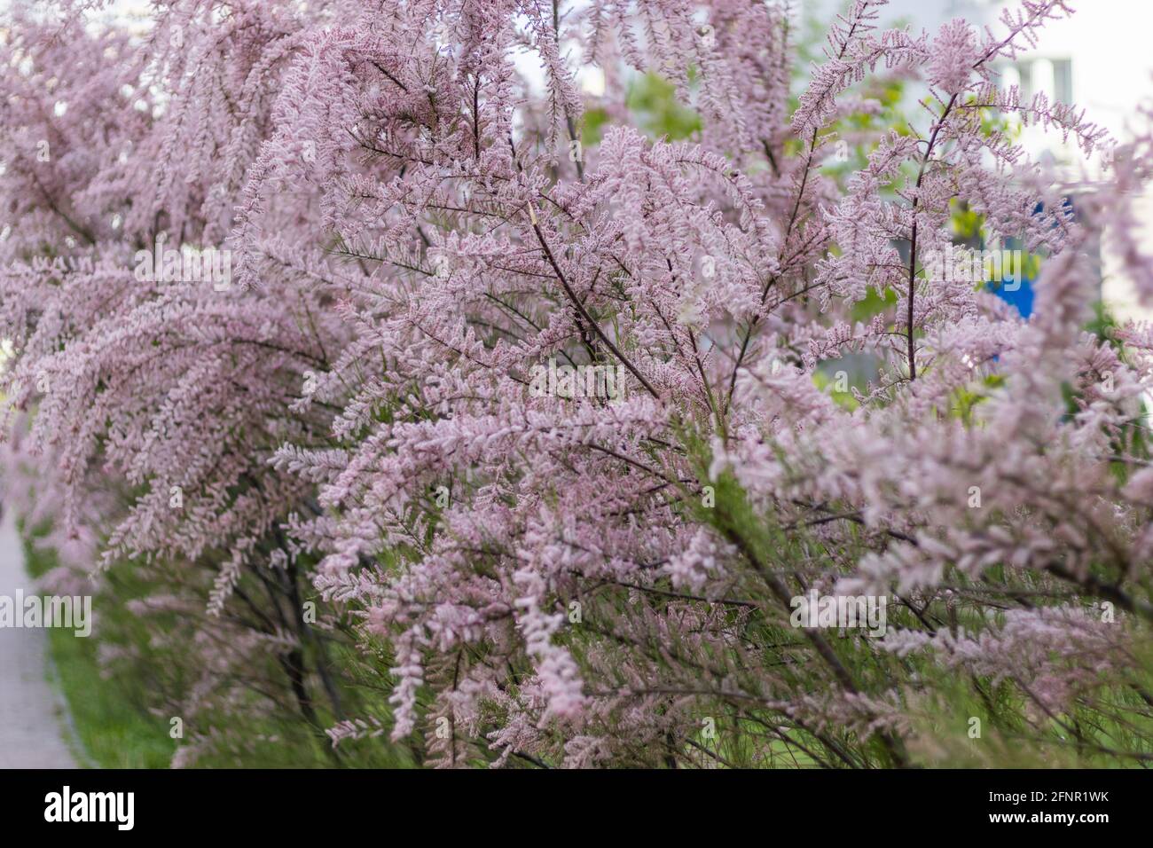 Soft blooming Tamarisk or salt cedar green plant with pink flowers Stock Photo