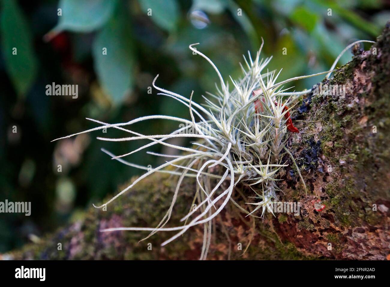 Tillandsias on tree trunk (Tillandsia usenoides and Tillandsia tricholepis) Stock Photo
