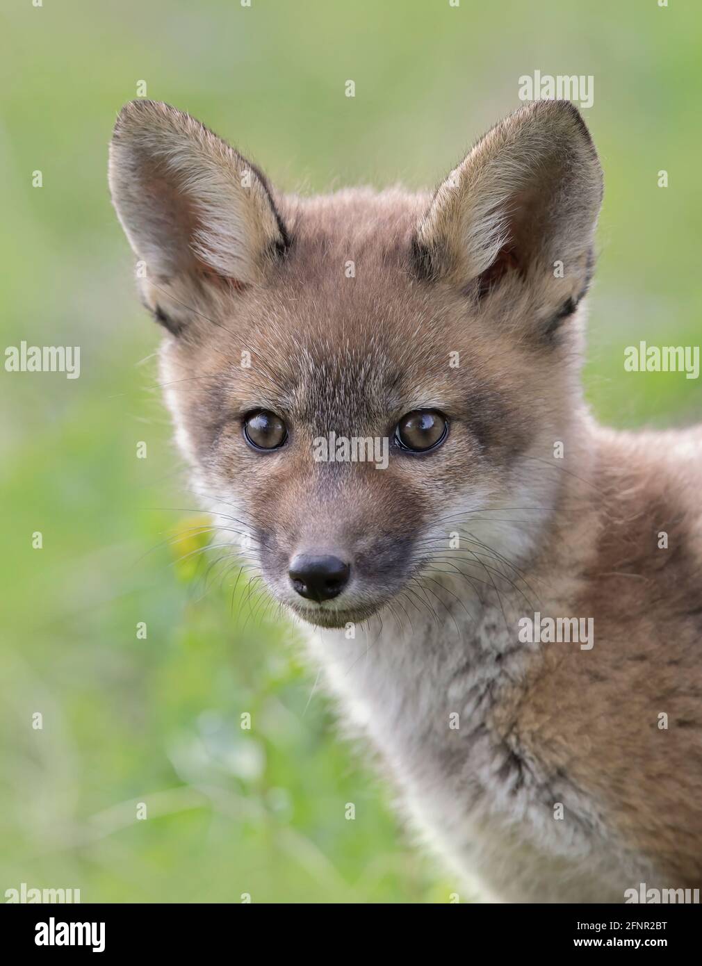 Red Fox Kit Vulpes Vulpes Coming Out Of Its Den Deep In The Forest In red-fox-kit-vulpes-vulpes-coming-out-of-its-den-deep-in-the-forest-in