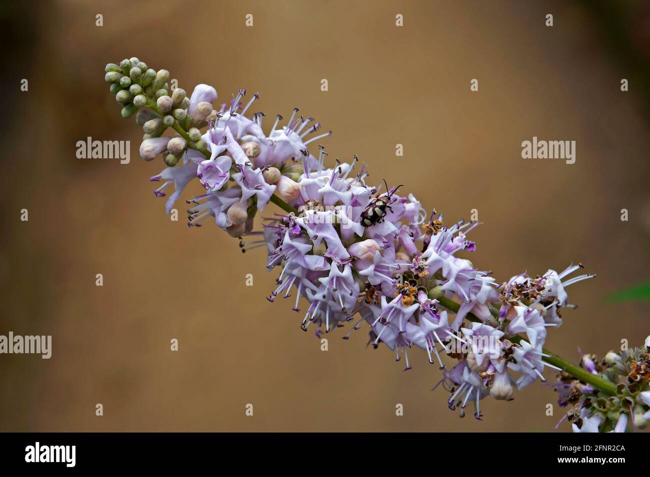 Vitex, chastetree or chasteberry flowers (Vitex agnus-castus) Stock Photo