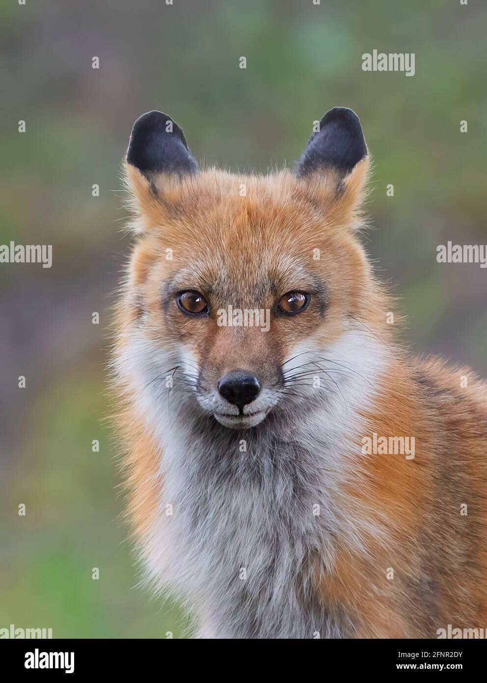 Red fox (Vulpes vulpes) vixen walking through the grass near Ottawa, Canada Stock Photo