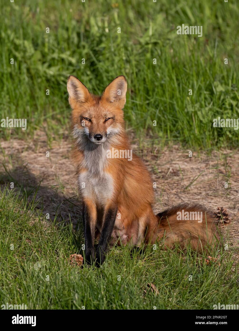 Red fox (Vulpes vulpes) vixen walking through the grass near Ottawa, Canada Stock Photo