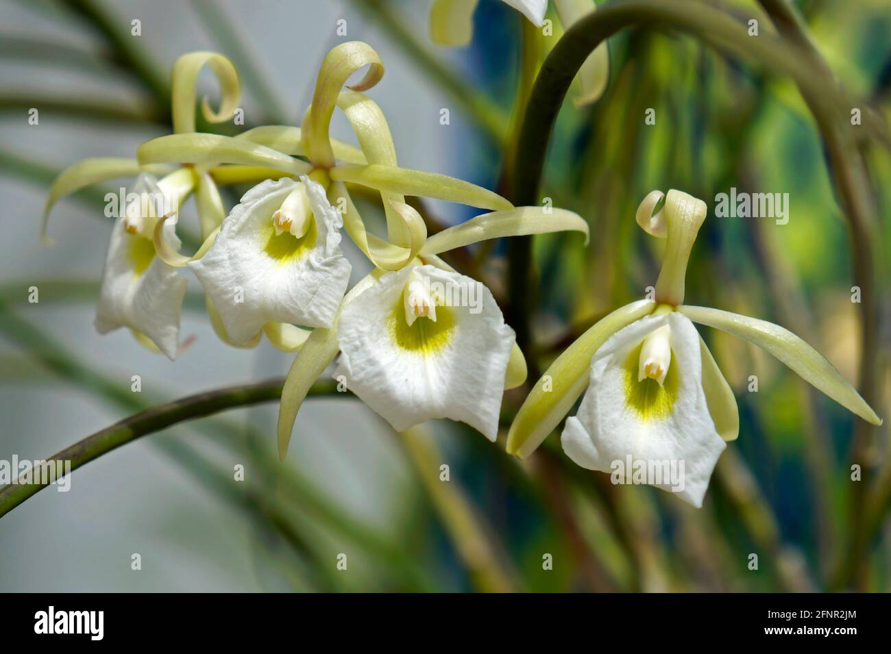 White orchids (Brassavola) on greenhouse, Rio, Brazil Stock Photo
