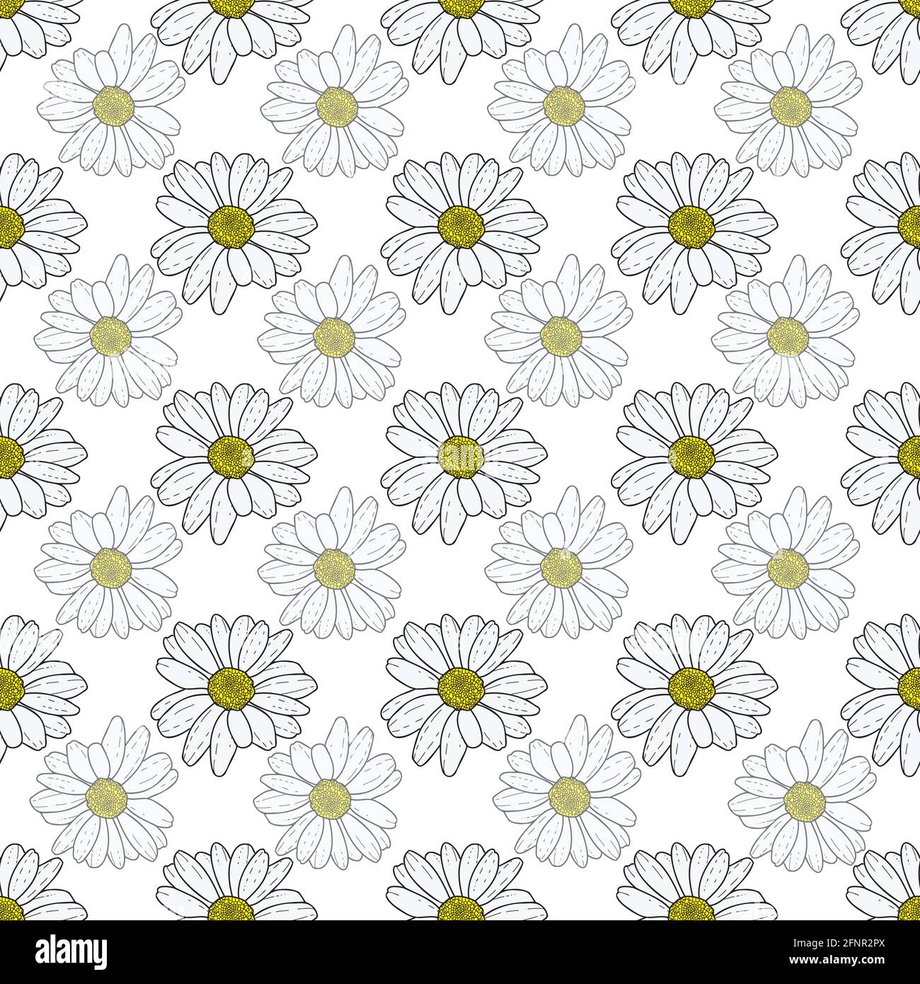 Vector white background daisy flowers and wild flowers. Seamless ...