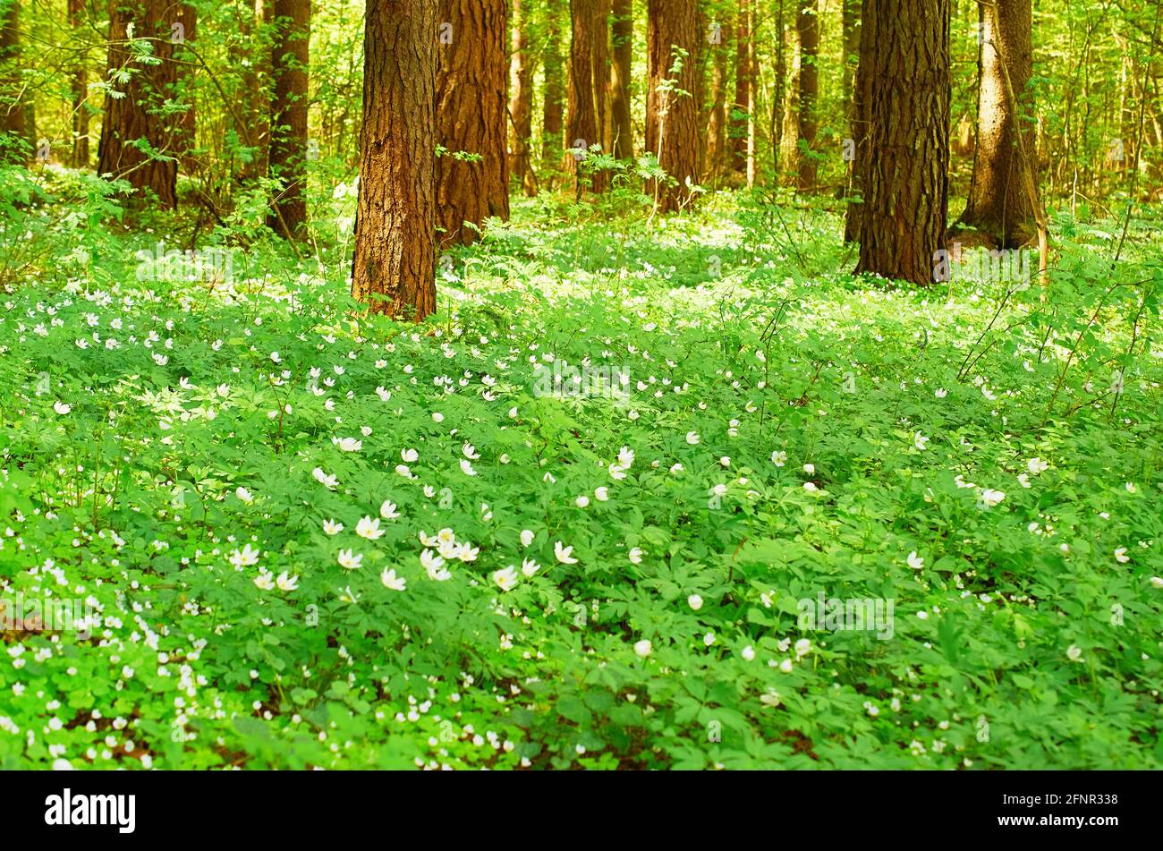 A lush carpet of blooming anemone between coniferous trees Stock Photo