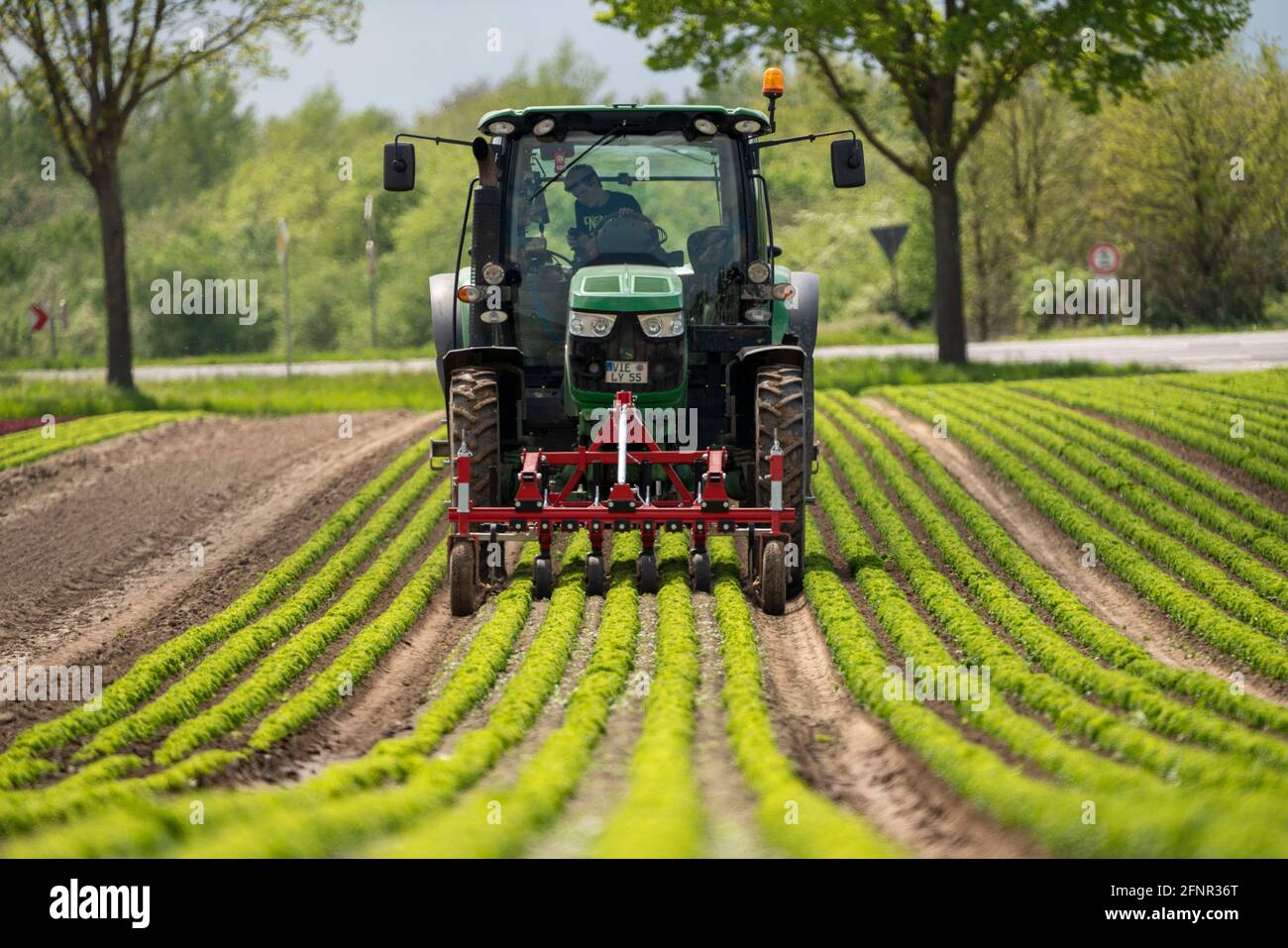 Agriculture, lettuce growing in a field, Lollo Bionda and Lollo Rossa, in long rows of plants, working the field with a finger hoe removing the weeds, Stock Photo