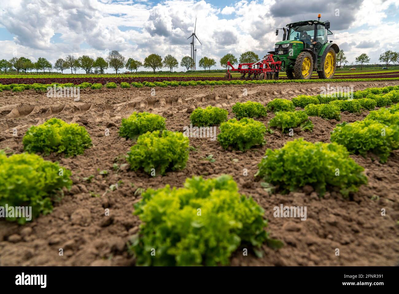 Agriculture, lettuce growing in a field, Lollo Bionda and Lollo Rossa, in long rows of plants, working the field with a finger hoe removing the weeds, Stock Photo