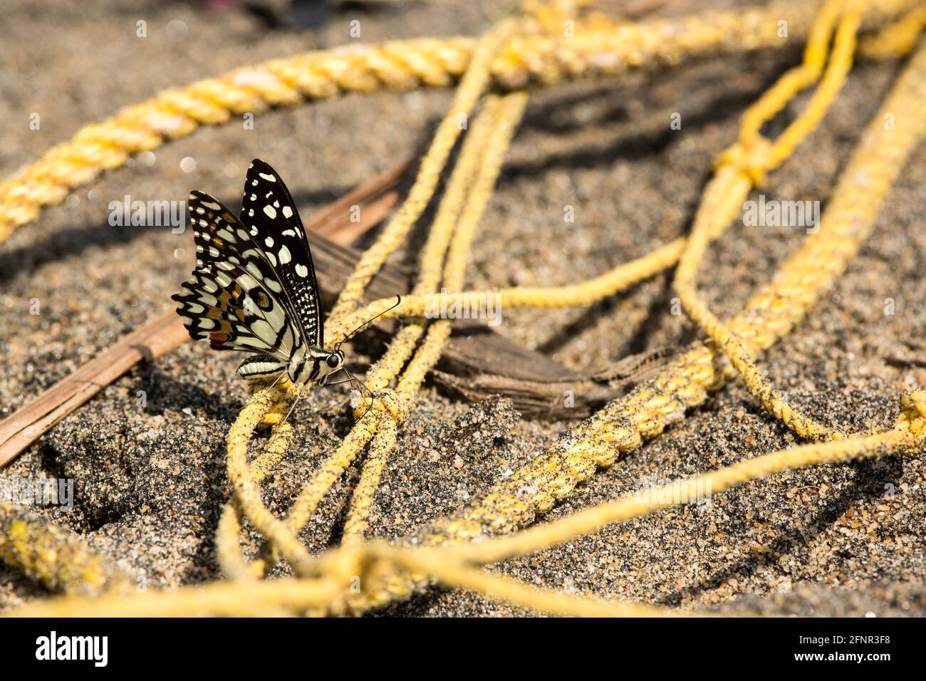 Checkered swallowtail sits on a yellow rope on the ground Stock Photo
