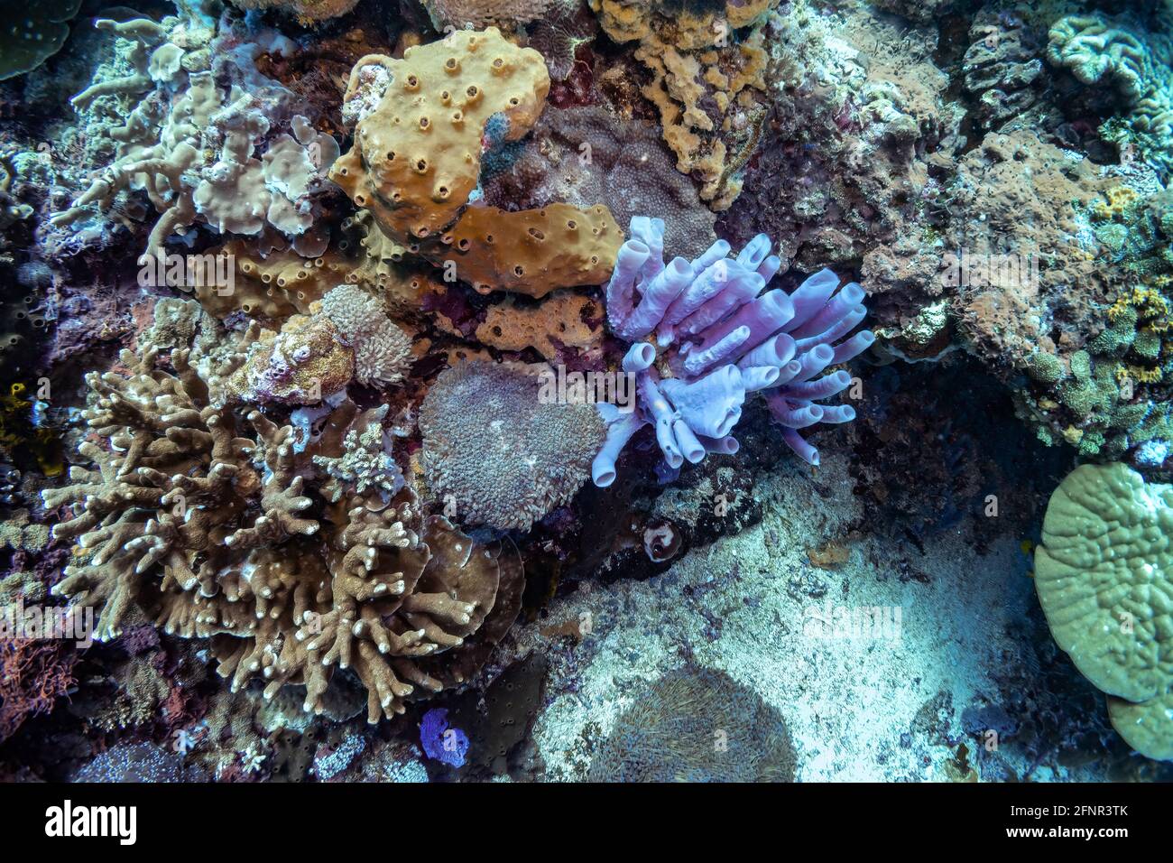 Close up photo of blue tube sponge in the middle of densely populated