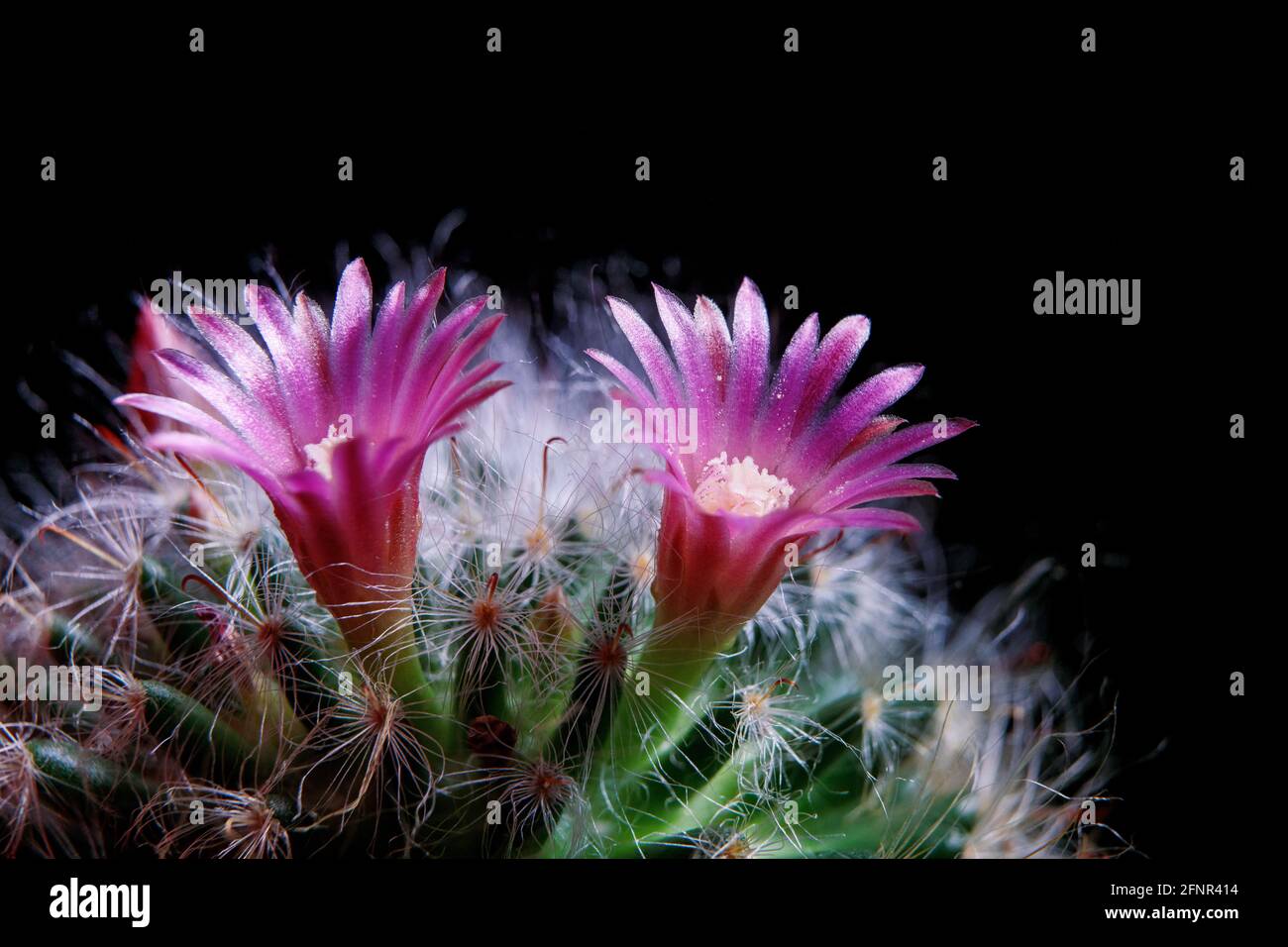 close up pink flower of mammillaria cactus  blooming Stock Photo