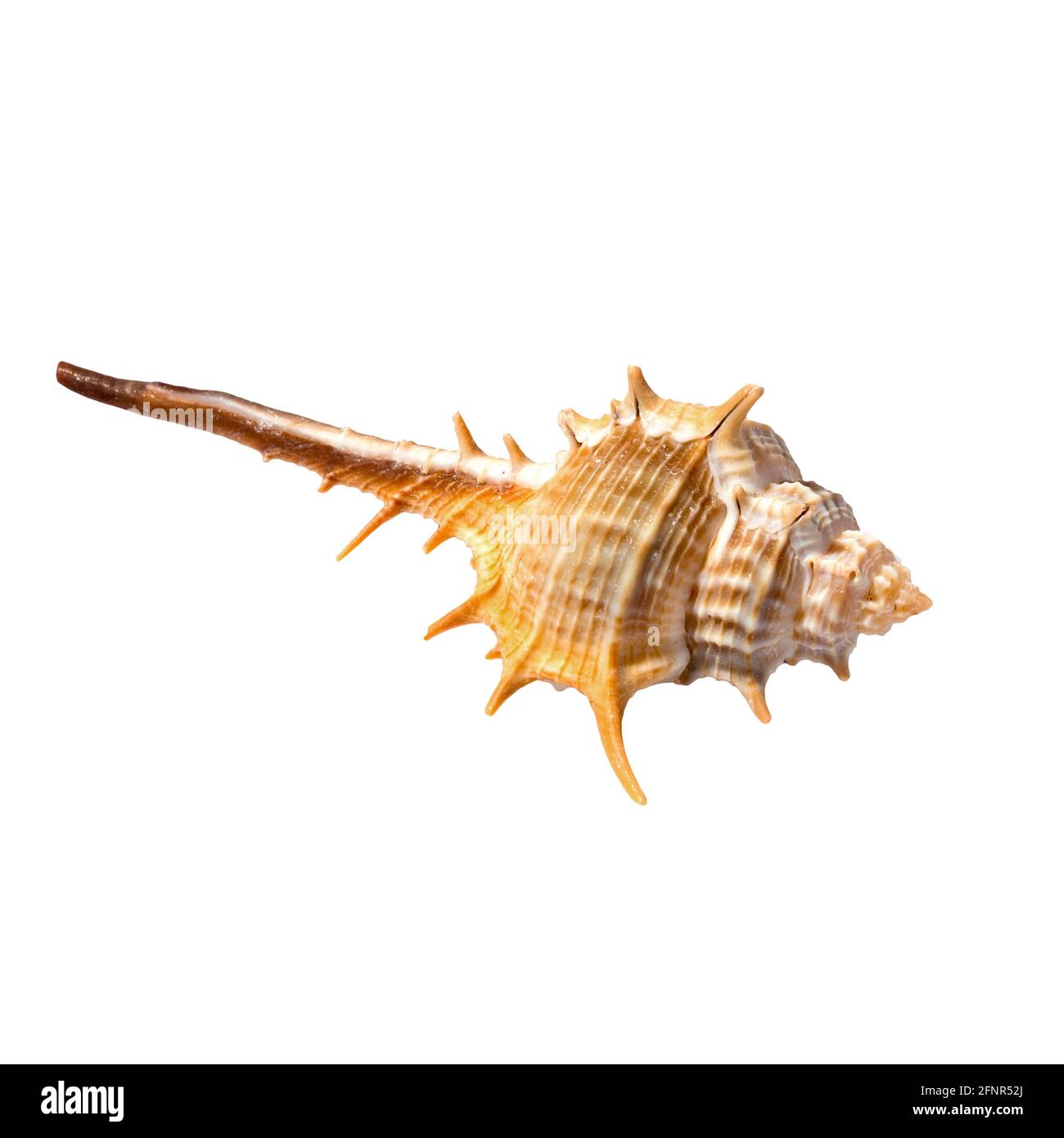 Isolated sea shell on white Stock Photo