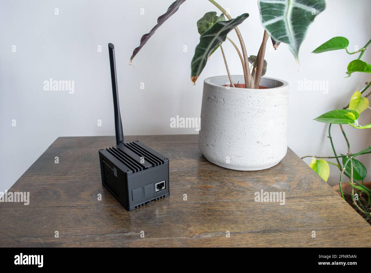 Helium hotspot cryptocurrency miner next to a plant in a home or office. Stock Photo