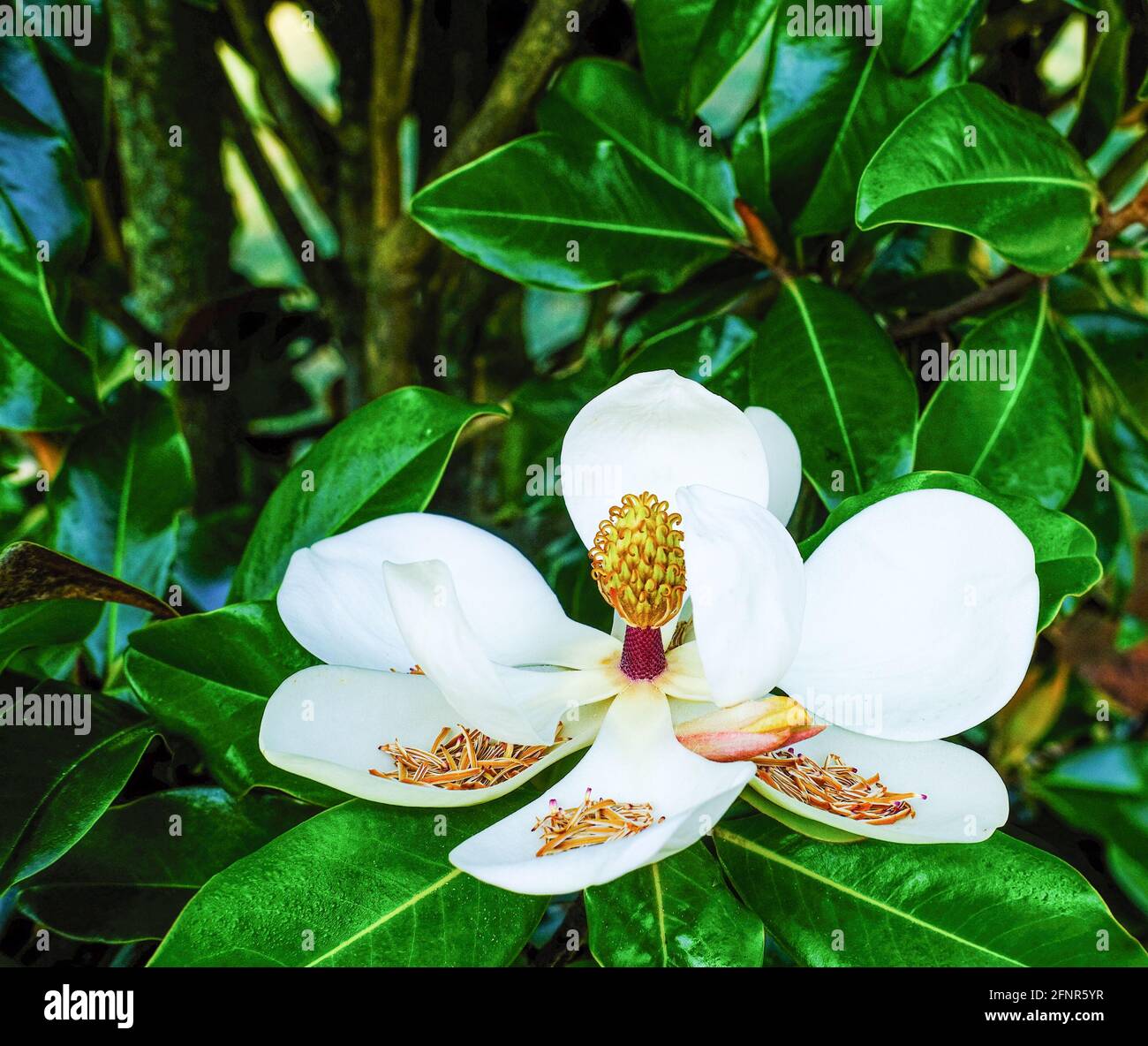 Magnolia grandiflora bloom hi-res stock photography and images - Alamy