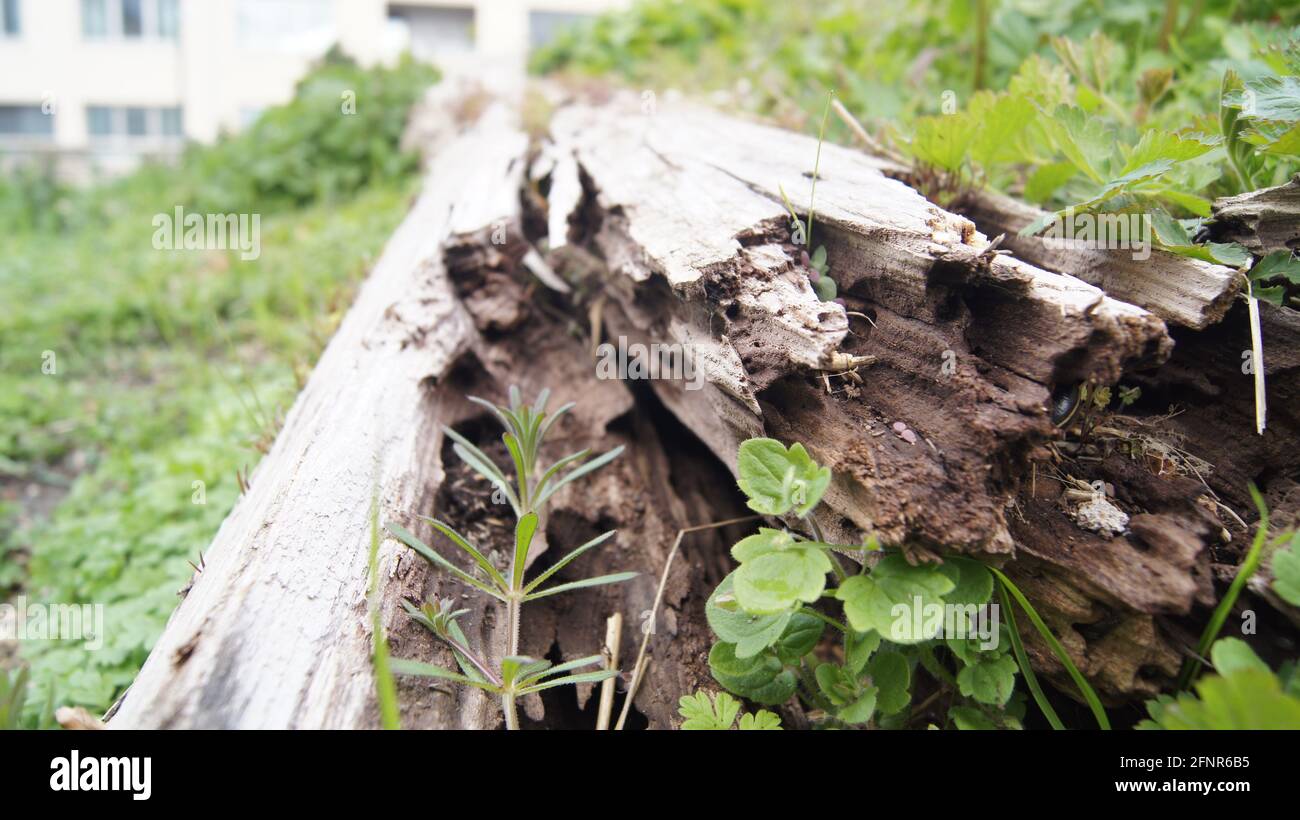Closeup of a broken and fallen log in a park with sunlight shining on ...