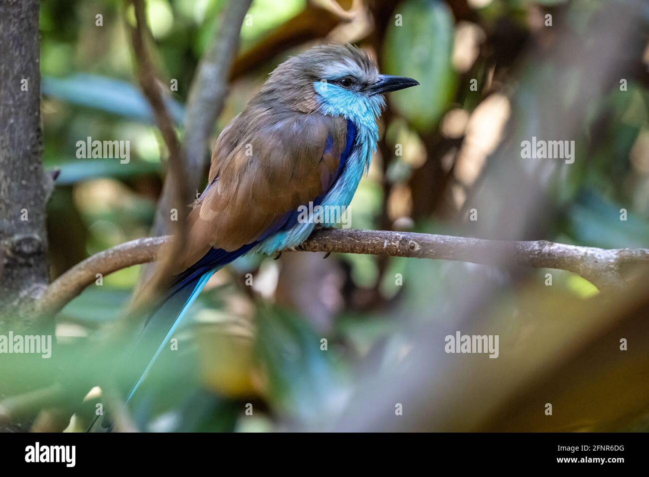 Close-up of a Racket-Tailed Roller (Coracias spatulatus), a beautiful Eastern African bird, at The Living Treehouse aviary within Zoo Atlanta. (USA) Stock Photo