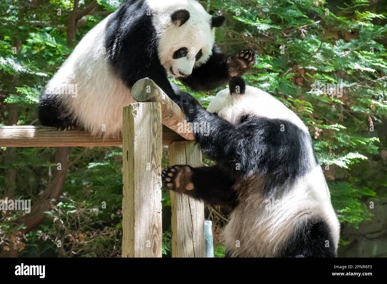 Playful giant panda twin sisters at Zoo Atlanta in Atlanta,