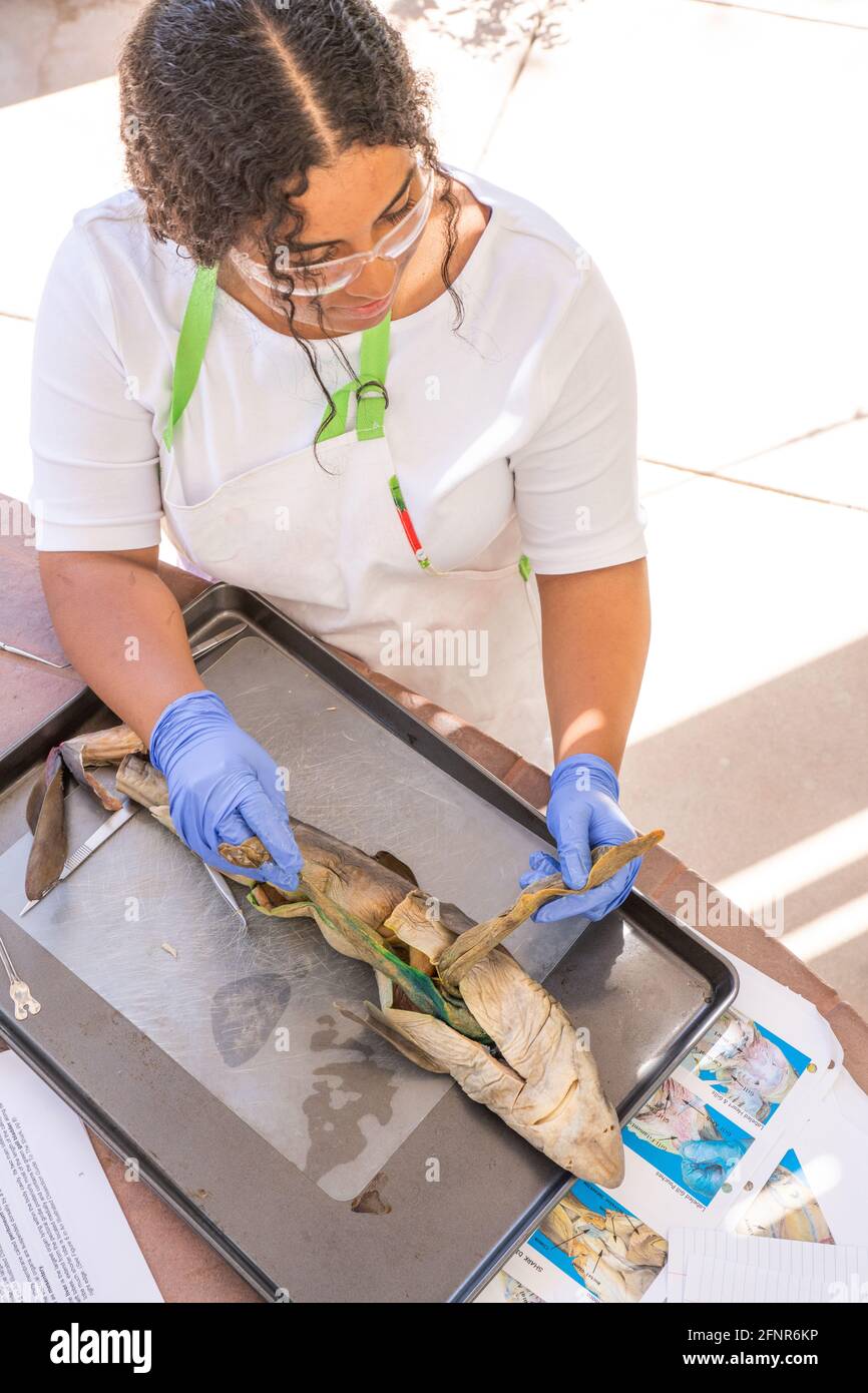 Homeschool High School Science Project Shark Dissection Stock Photo