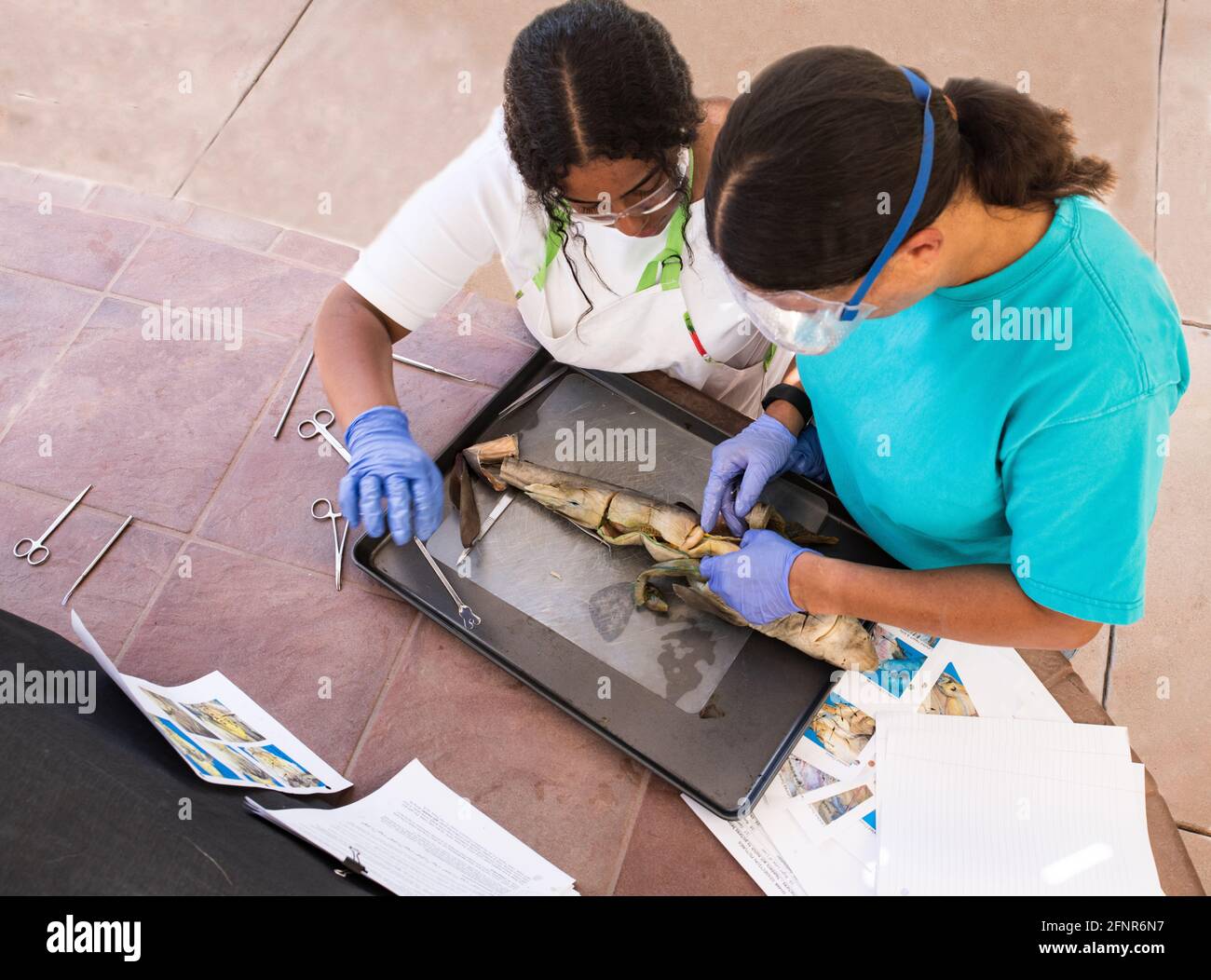 Teacher and Teen Student Work Together In Biology Class Stock Photo