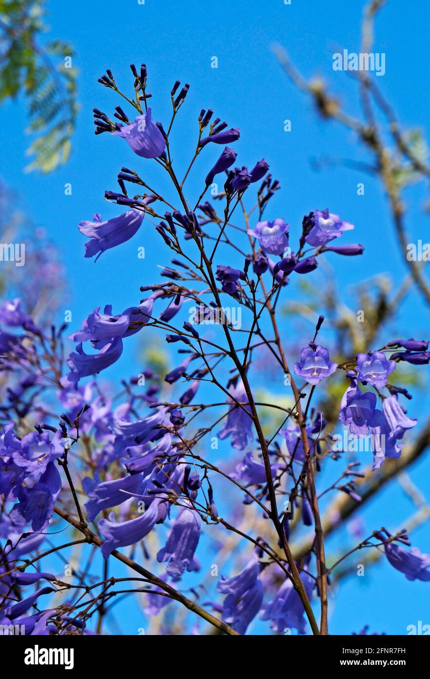 Jacaranda flower hires stock photography and images Alamy