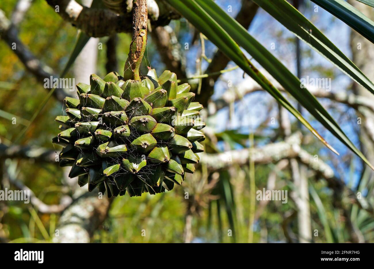 Common screwpine fruit (Pandanus utilis), Rio, Brazil Stock Photo Alamy