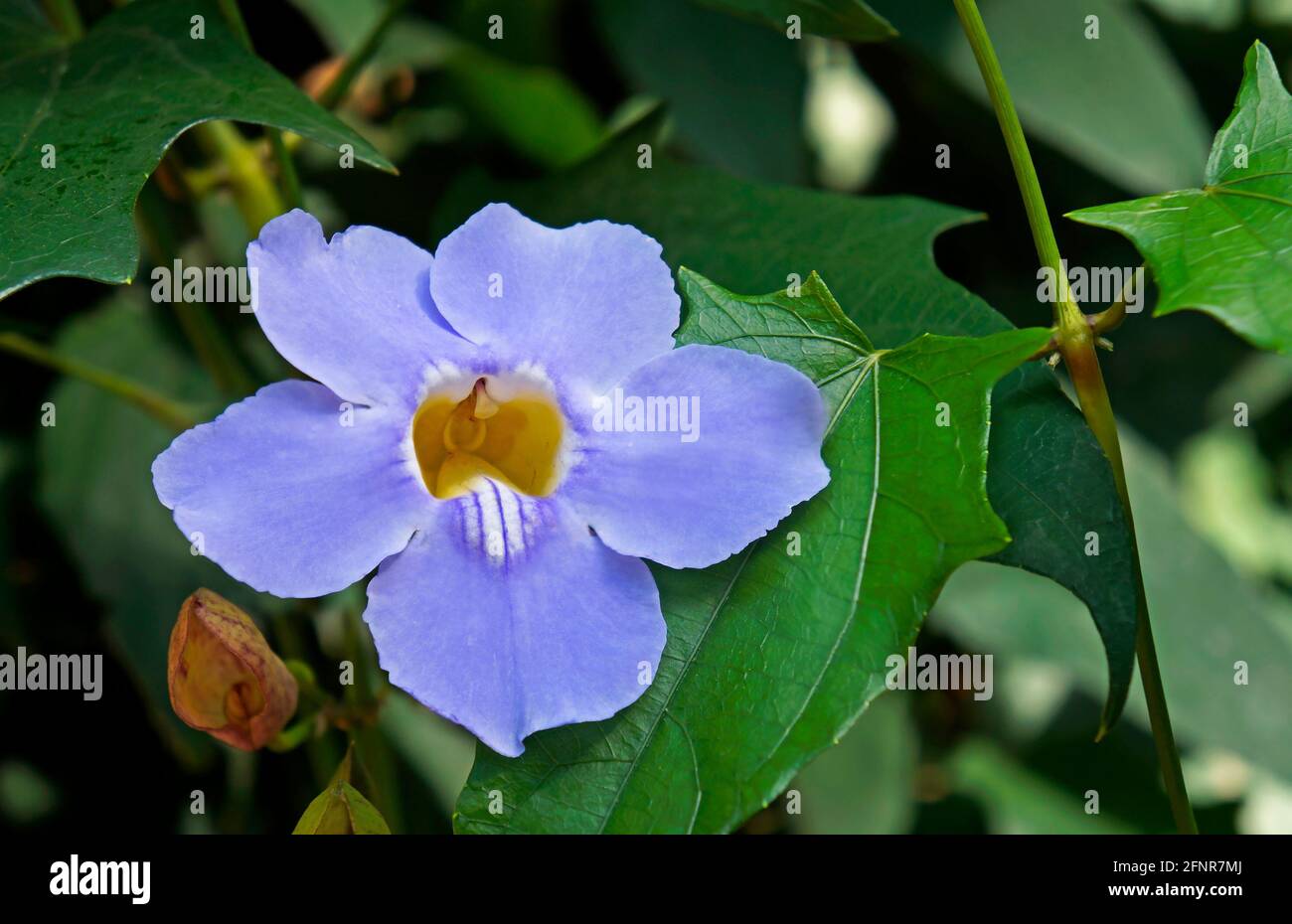 Bengal clock vine flower (Thunbergia grandiflora) Stock Photo