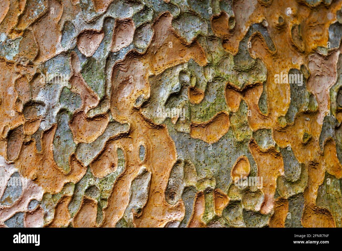 Tree trunk texture (Pradosia kuhlmannii) Stock Photo