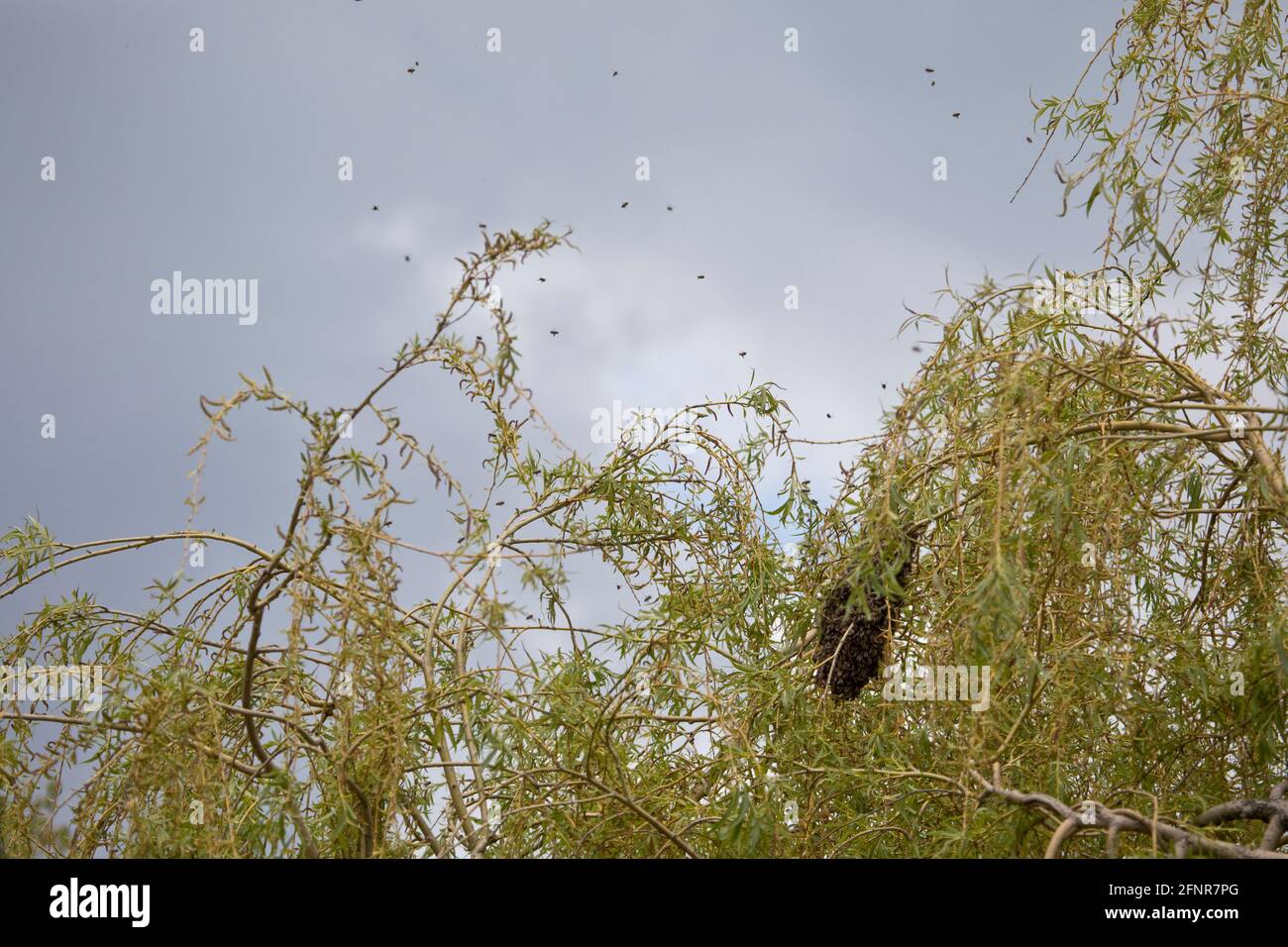 Swarming insects hires stock photography and images Alamy