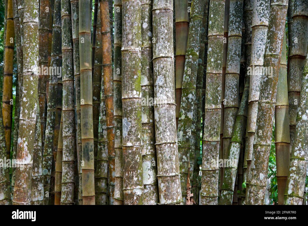 Giant bamboo or dragon bamboo (Dendrocalamus giganteus) Stock Photo