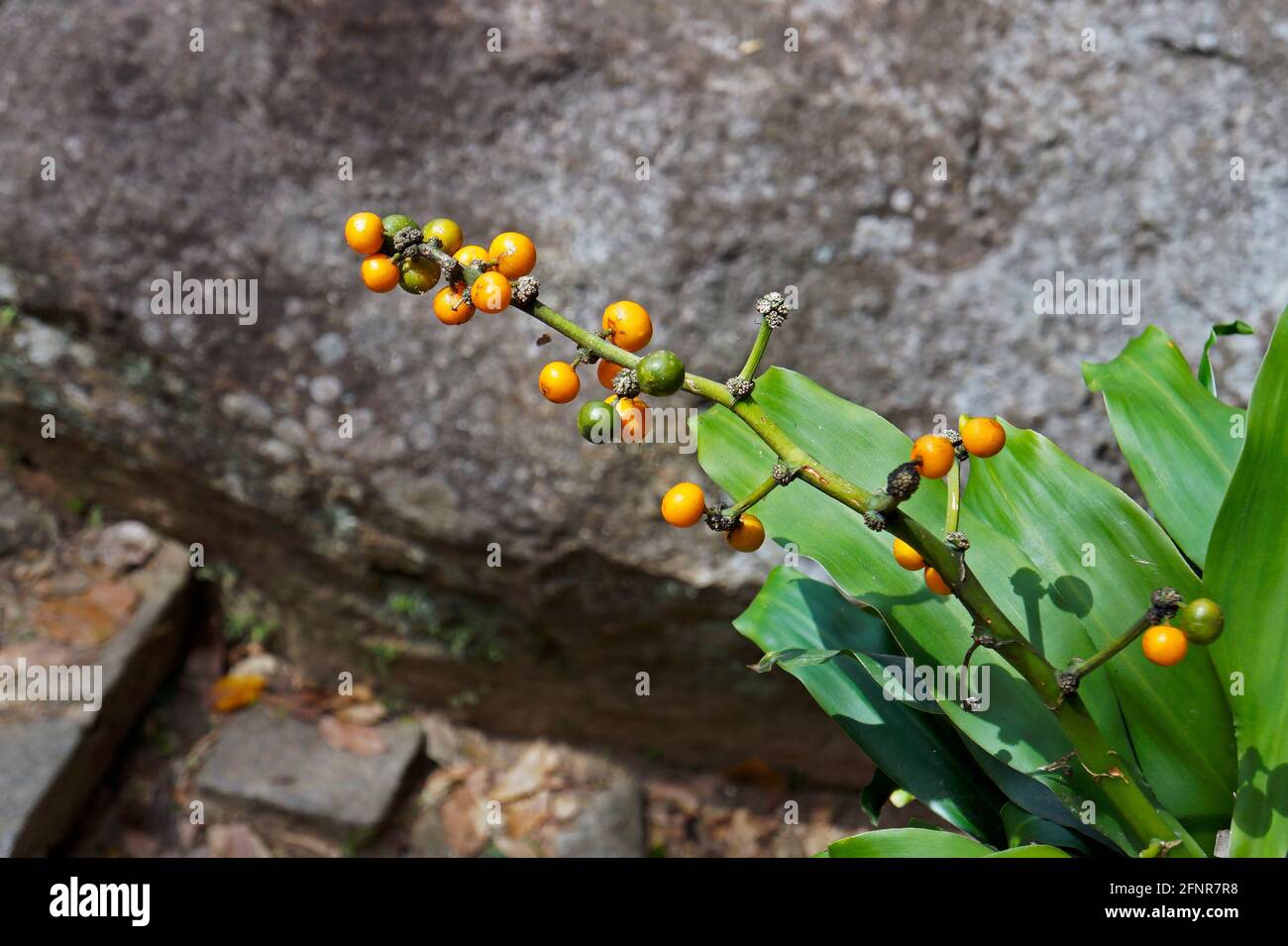 Cornstalk dracaena fruits (Dracaena fragrans) Stock Photo