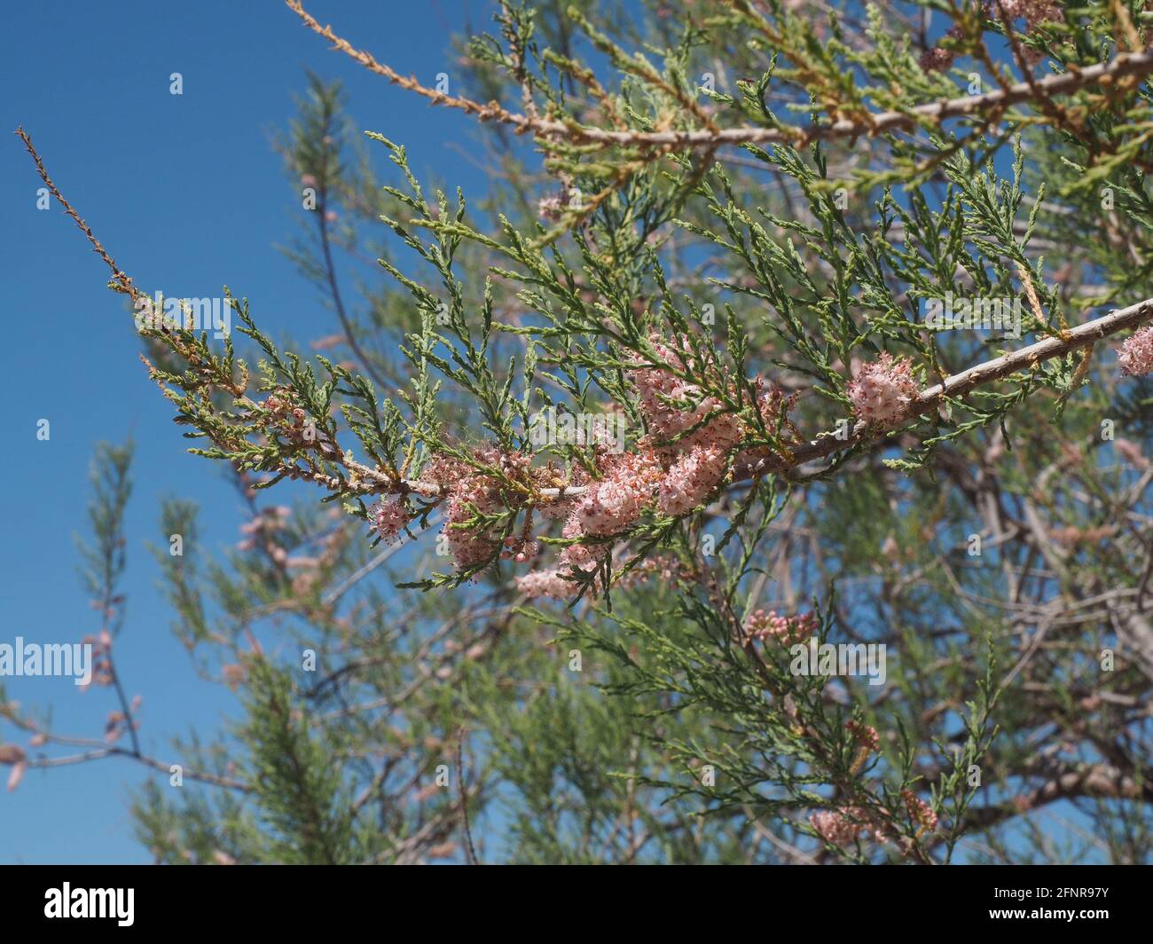 Branch of Greek tamarisk tree (Tamarix Parviflora) flowering in springtime. Stock Photo