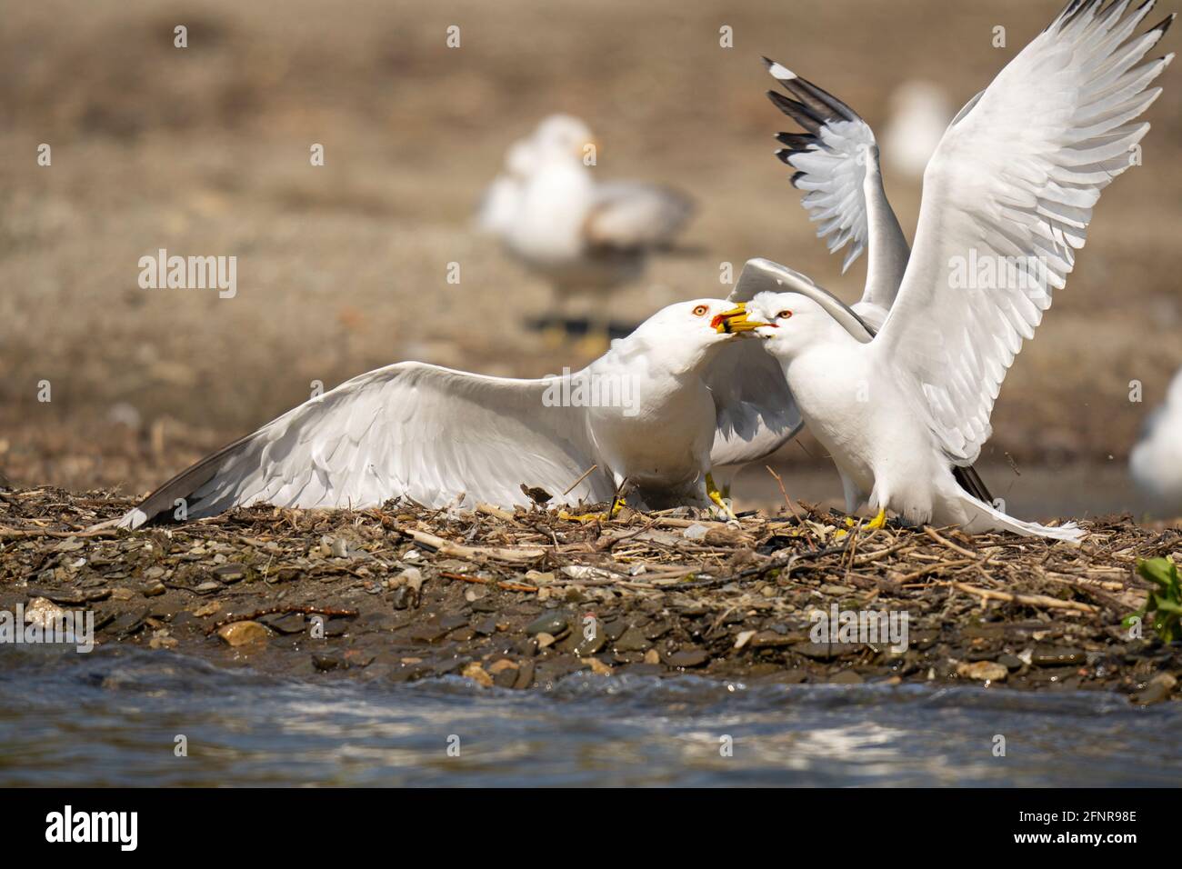 Ring-billed Gull, Pair of Seagulls, Gulls, Common Gull, (Larus delawarensis) Stock Photo
