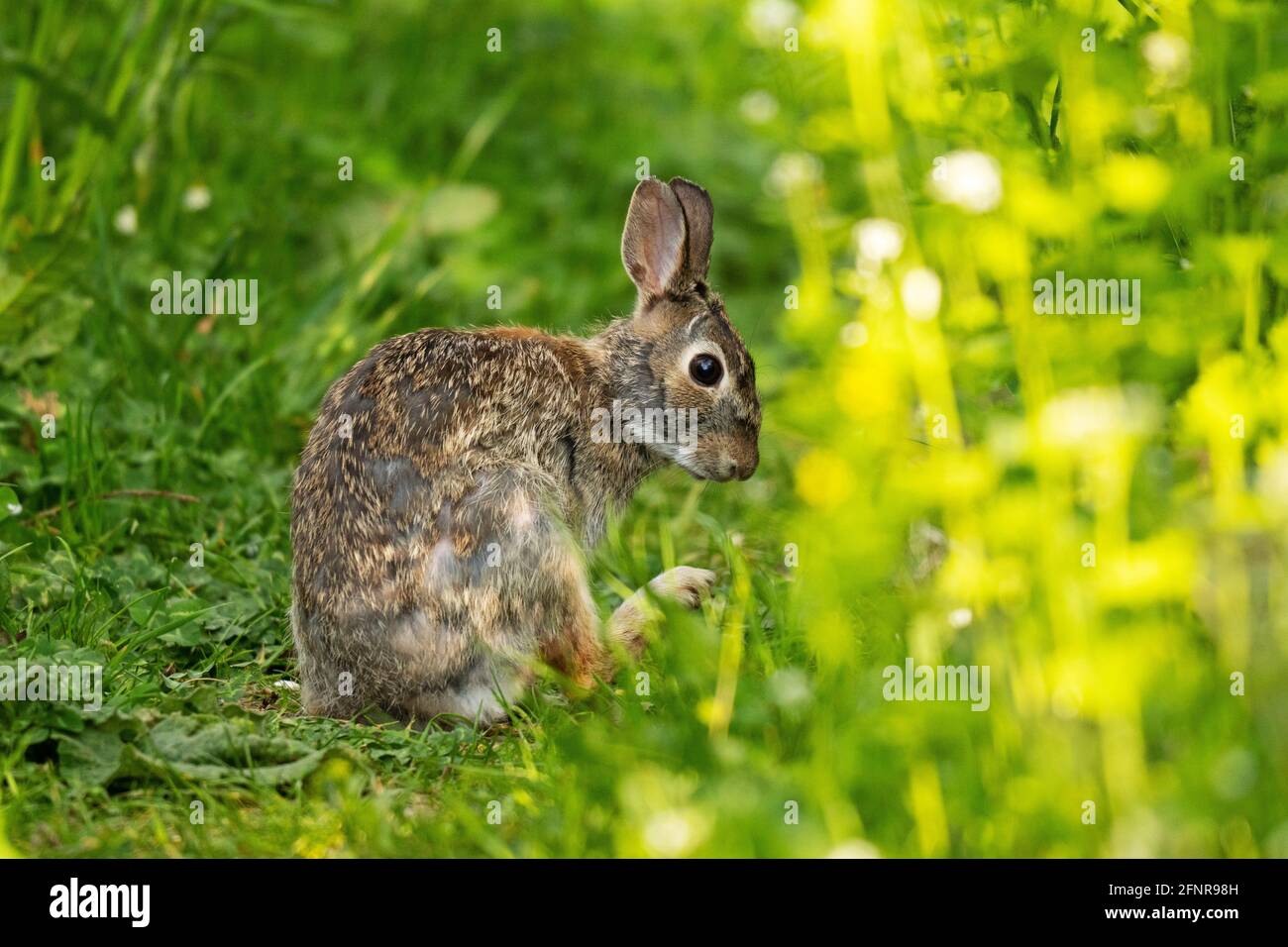 Eastern Cottontail Rabbit, (Sylvilagus floridanus) Rabbit Molting in