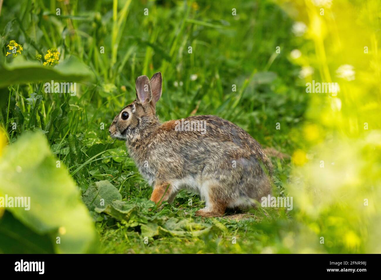 Rabbit molting hires stock photography and images Alamy