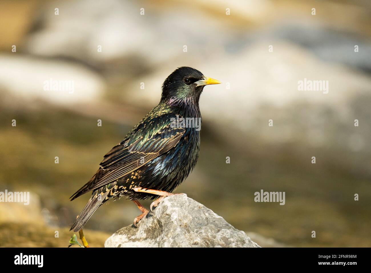 European Starling, (Sturnus vulgaris), bird perched on a rock Stock Photo